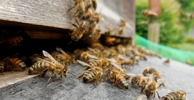 Bienenvolk
