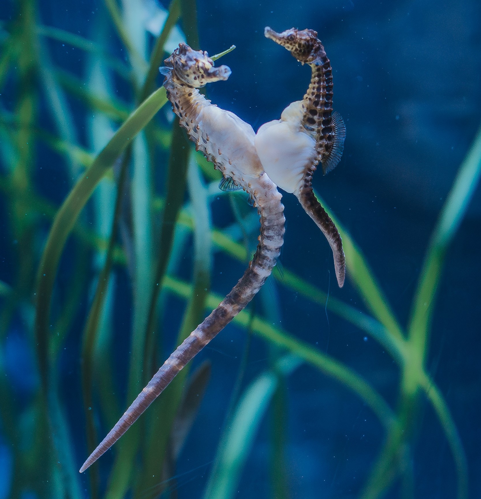 SLSP Seepferdchen beim Balzen