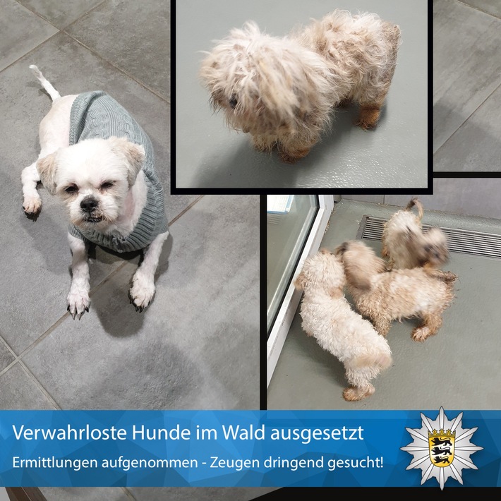 hundeimwald