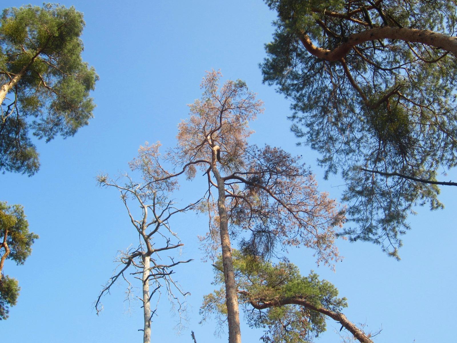 KrankerWald