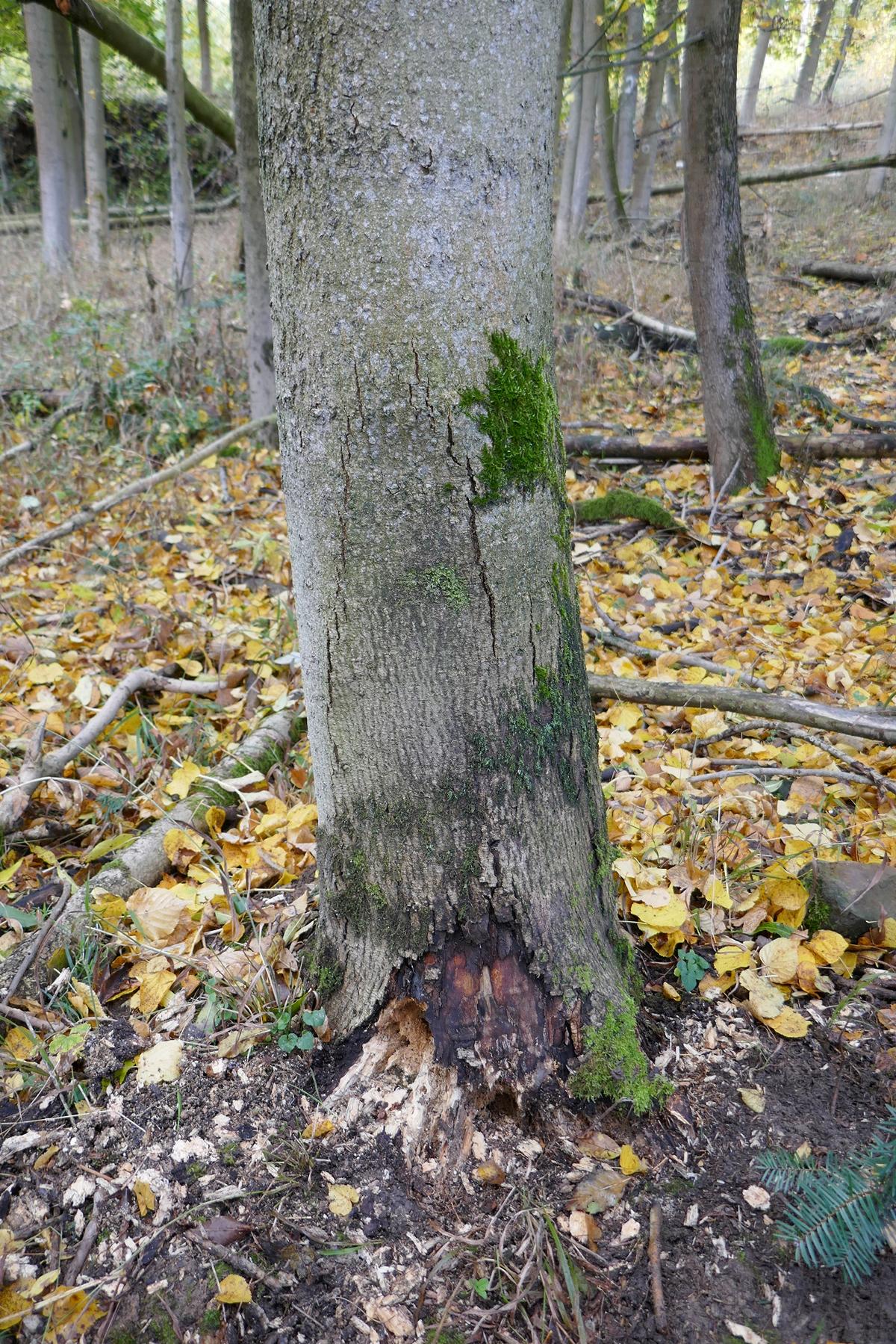 RNKStamm