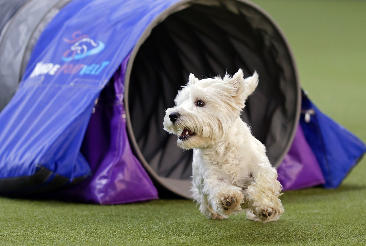 Hundeevent