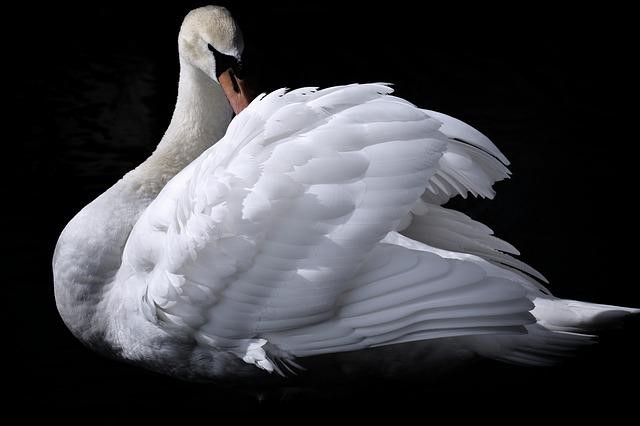 schwan
