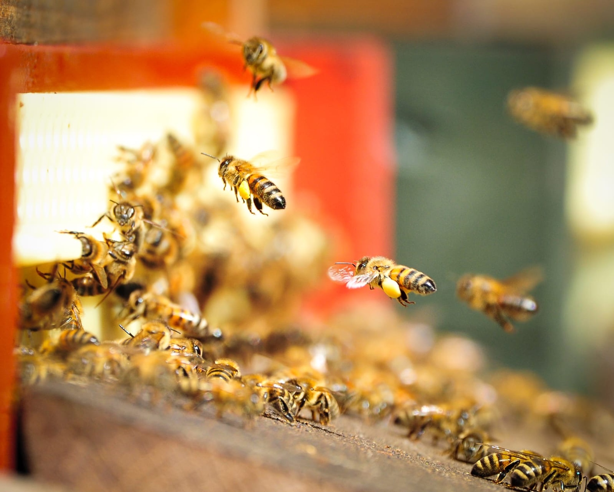Tag der Bienen in der Sommerresidenz: Bei zwei Führungen die Welt der emsigen Insekten entdecken