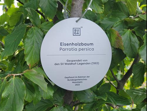 (Foto: SpoWo) Die Plakette, die den SV Waldhof als Spender ausweist SVW Baumspende 2